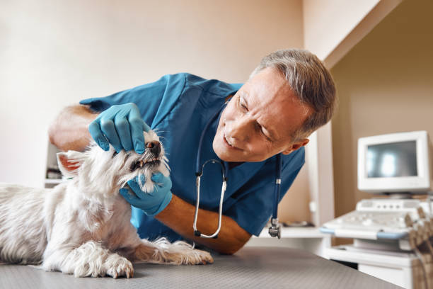 Best Emergency Denture Repair in Lakes West, CT